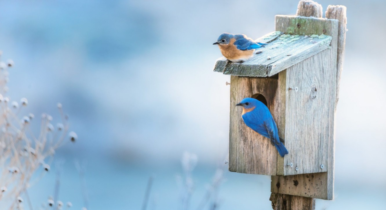 Nesting Boxes are a great practice for blue birds.
