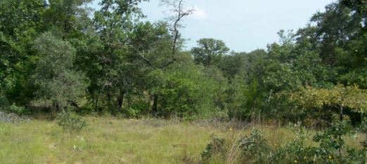Wildlife Tax Valuation in Caldwell County, Texas