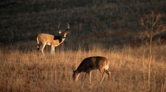 Grayson County Wildlife Exemption