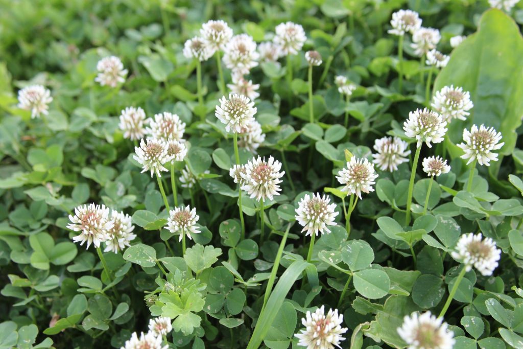 Broadcasting Clover and Overseeding Pastures