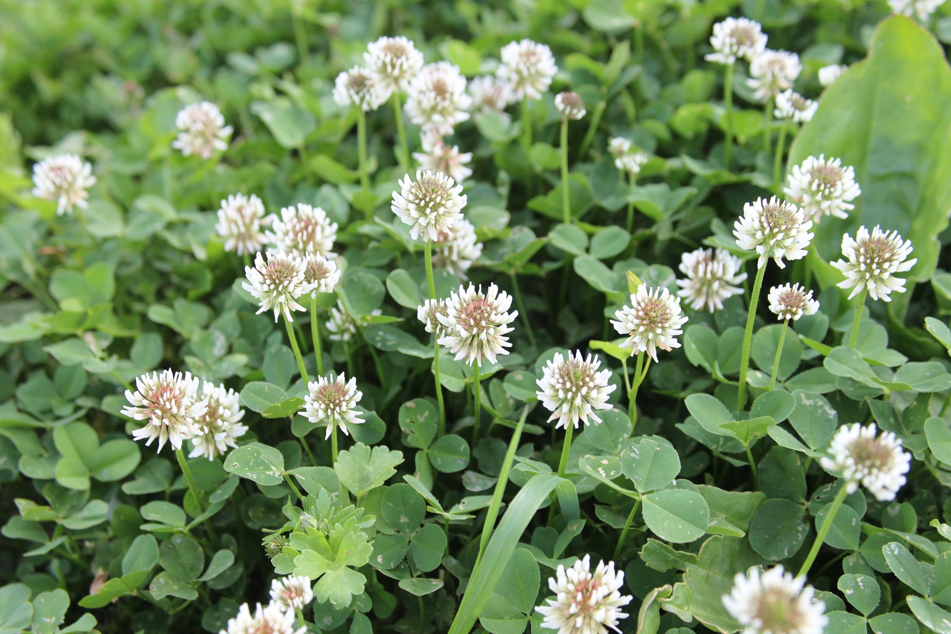 Broadcasting Clover and Overseeding Pastures