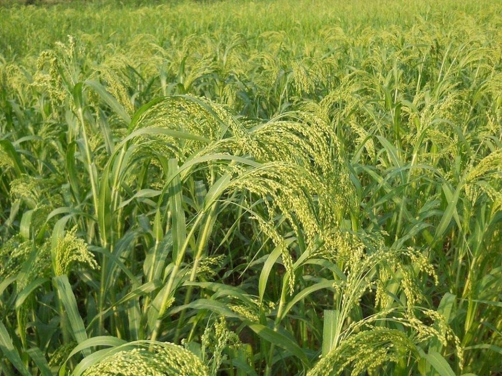 Dove Proso Millet is a Good Choice for Birds