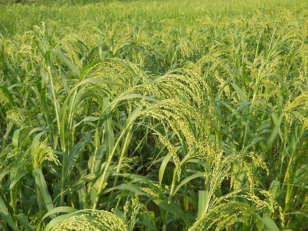 Dove Proso Millet is a Good Choice for Birds