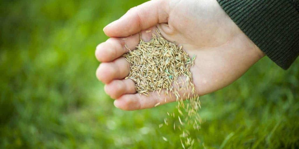 Overseeding Fields for Wildlife, Wildflowers