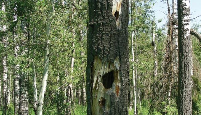 A Tree with a Cavity for Nesting Birds