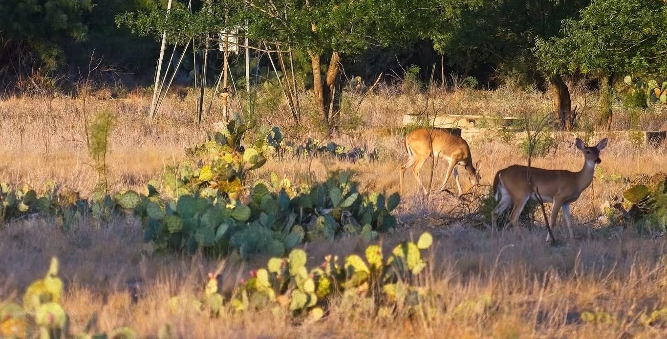 Land Managed Under Wildlife Exemption in Kimble County, Texas.