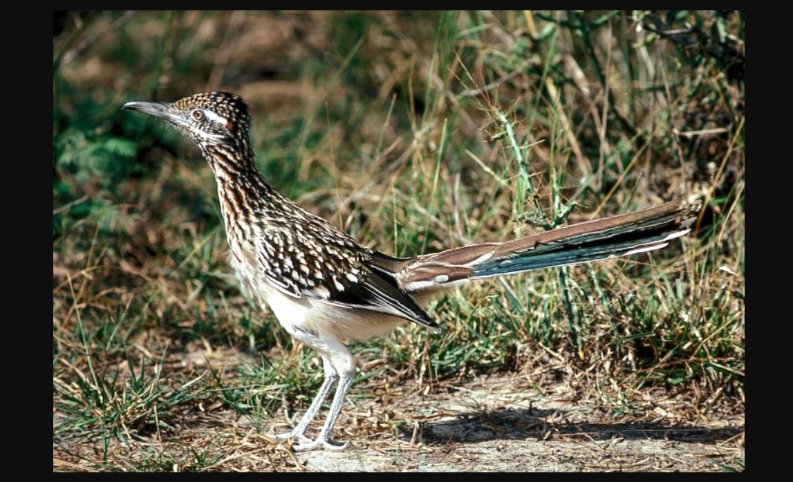 Managing native species qualifies for a wildlife exemption in Parker County.
