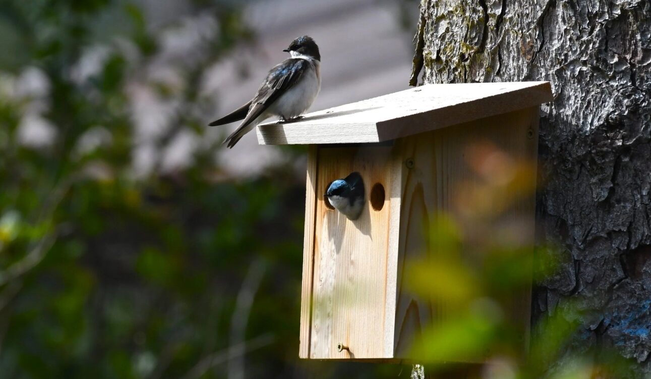 Nest Boxes for Cavity Nesting Songbirds