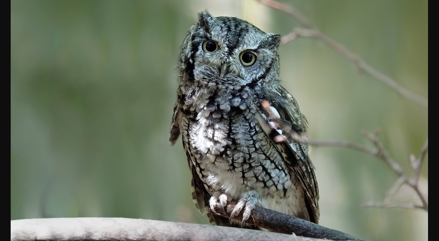 This owl is curious about the wildlife exemption application process in Texas!