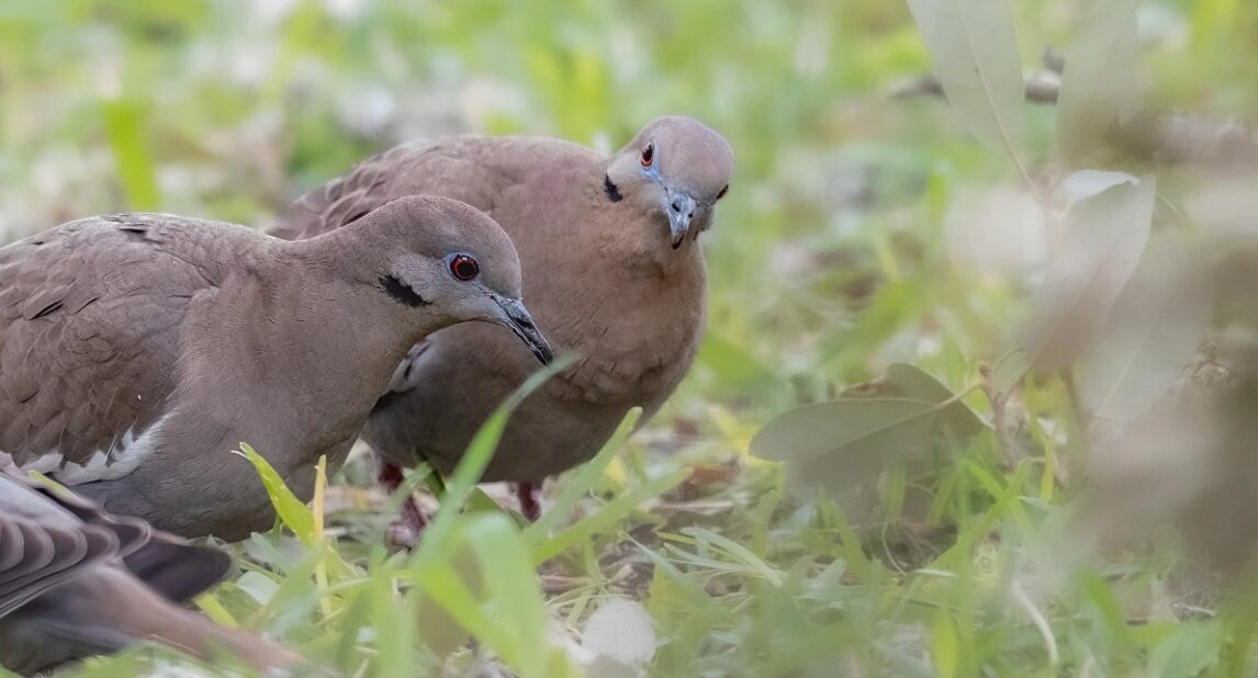 A Wildlife Management Plan is needed when applying for wildlife exemption on Texas land.