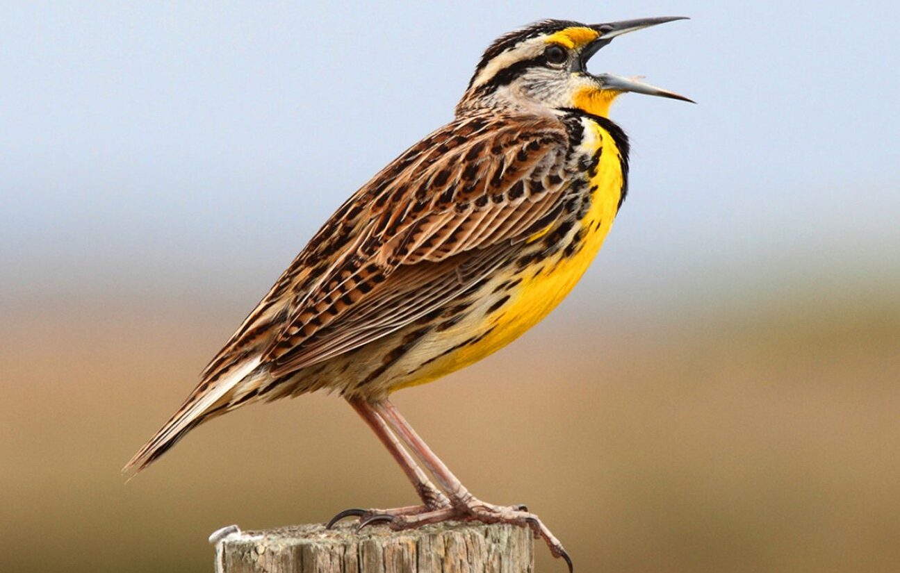 Learn about the wildlife exemption in McLennan County.